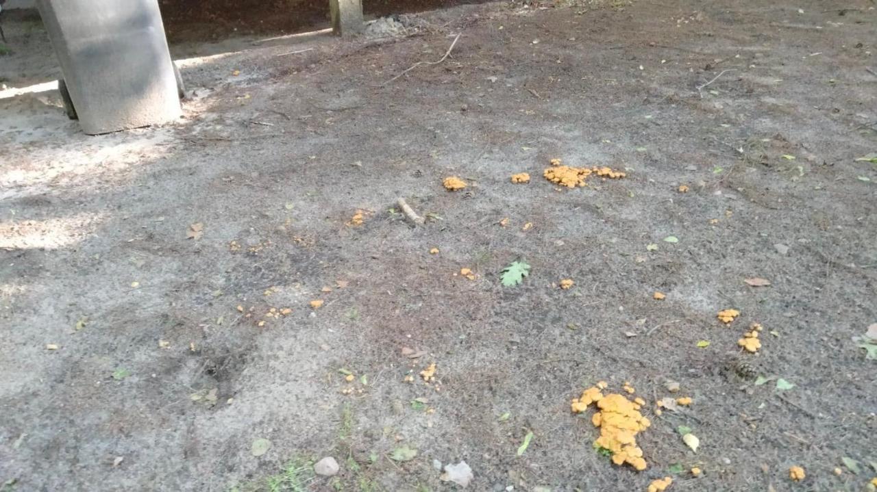 Oleandria Z Kominkiem Biskupiec (Olsztyn)